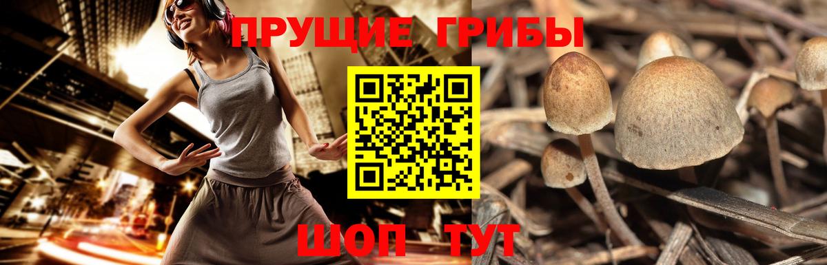 APVP Кызыл
